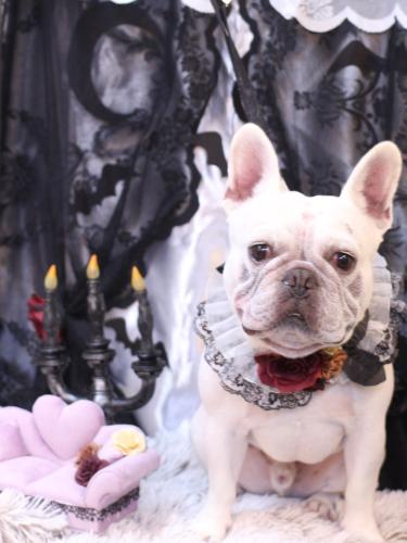 20231011ブーくん